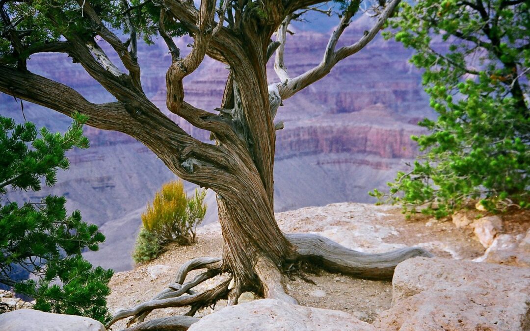 Glen Canyon Dam History » Dive Into The Wonders Of…