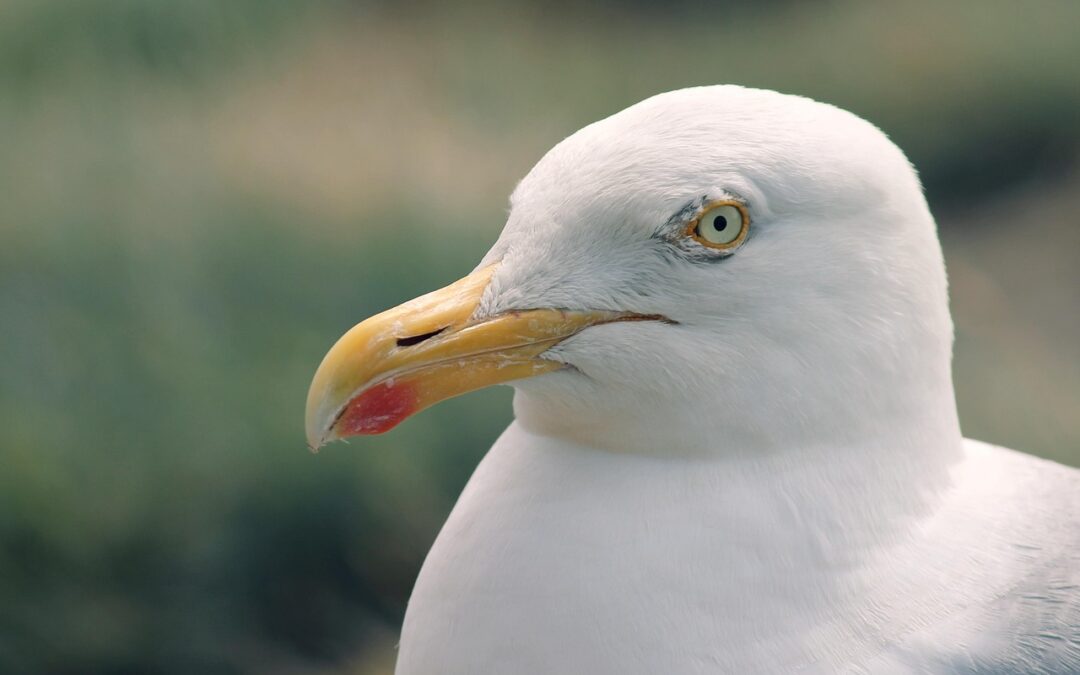 Wildlife At Lake Powell / Dive Into Adventure: Exploring The…